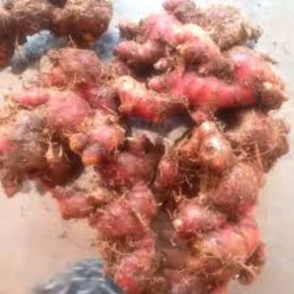 

JAHEMERAH 500grm super fresh