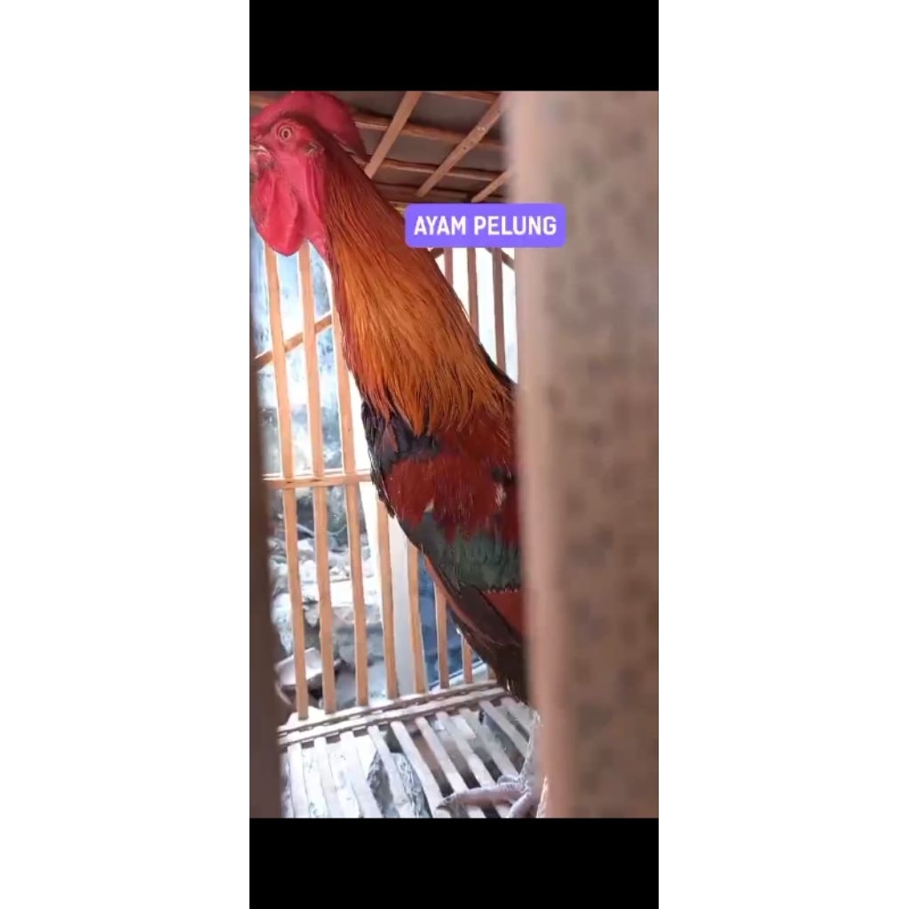 anakan ayam pelung jumbo