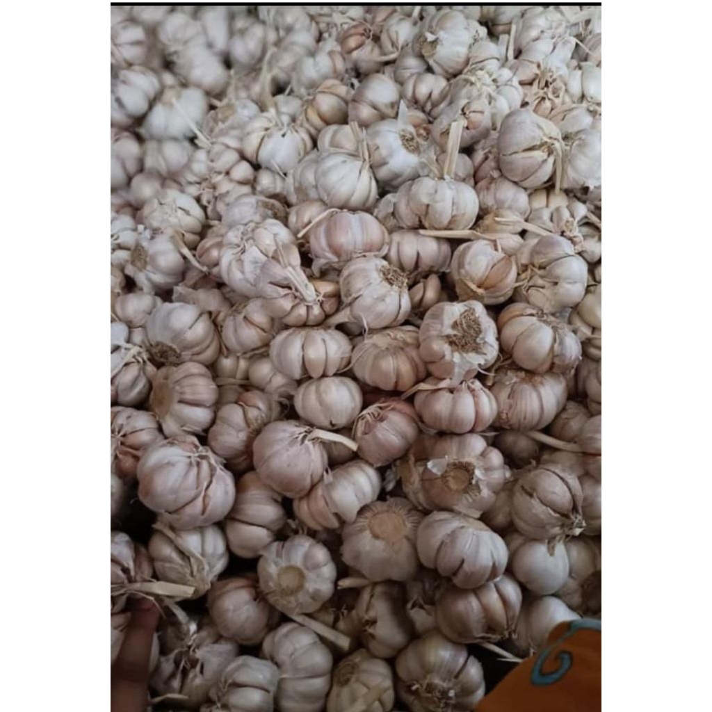 

Bawang putih kering per 1kilo kwalitas oke