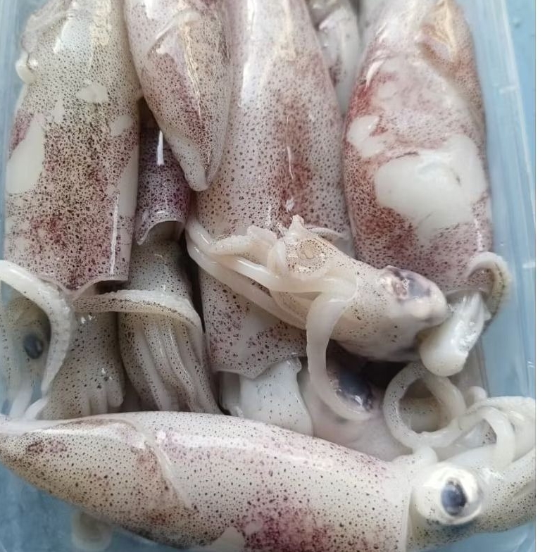 

CUMI MANIS TINTA 1KG FRESH