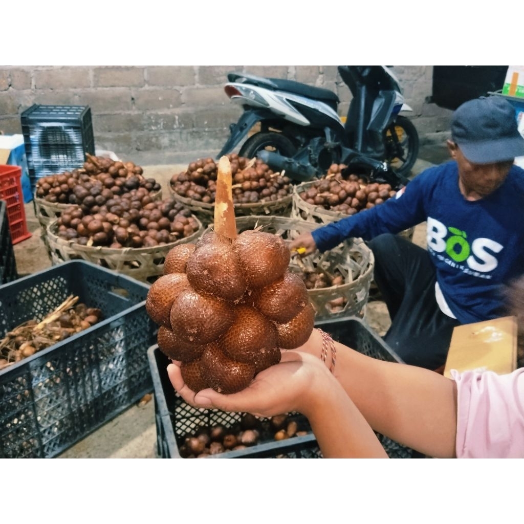 

salak gula pasir bali