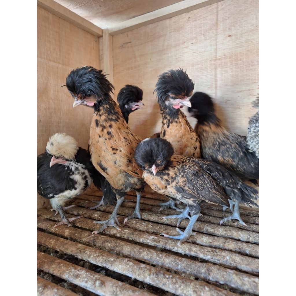ayam hias polandia ayam poland impor usia 3 bulan / Ayam jambul minimal order sepasang Harga per eko