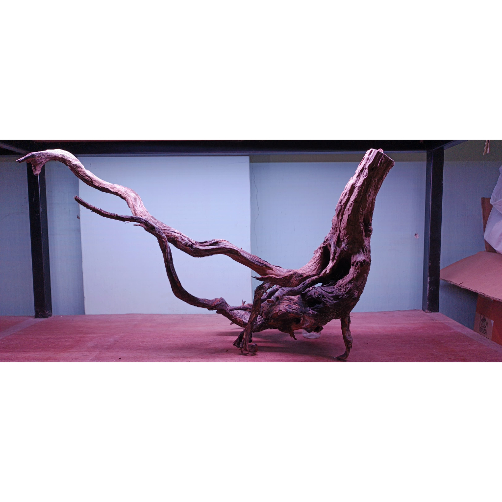 Pureblies_ Kayu Santigi Laut Sudah Tenggelam Aquascape Berkarakter Hardscape