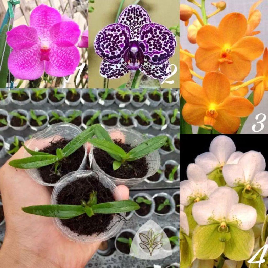 Anggrek Vanda Bibit - Seedling Anggrek Vanda Hybrid Taiwan - Anggrek Murah