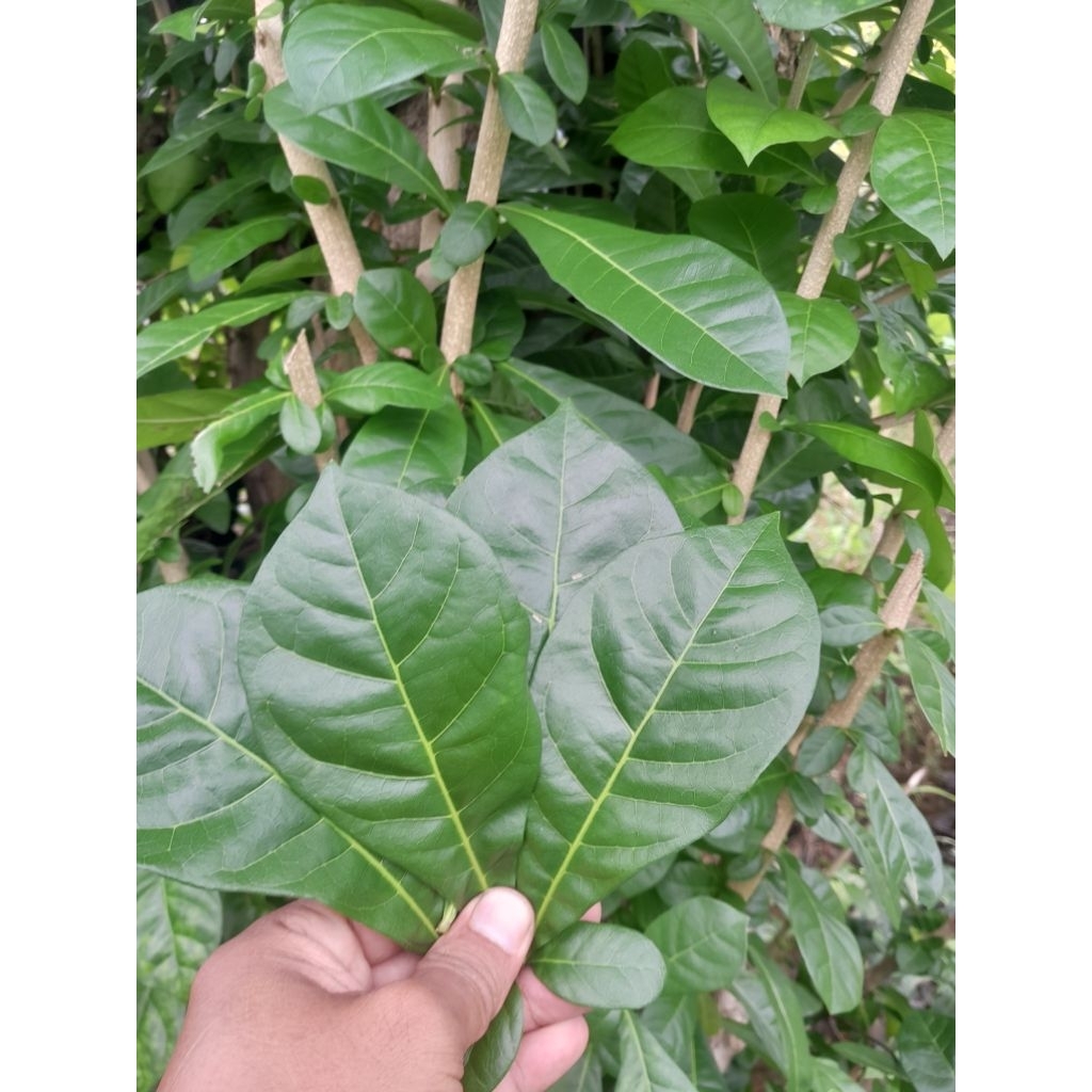 

Daun berenuk daun manja 100 lembar