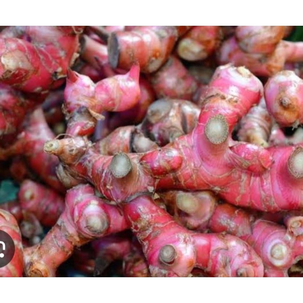 

jahe merah asli 500grm