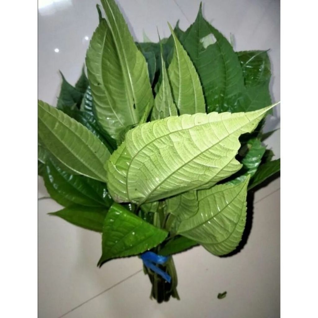 

daun pohon Pohan segar langsung petik