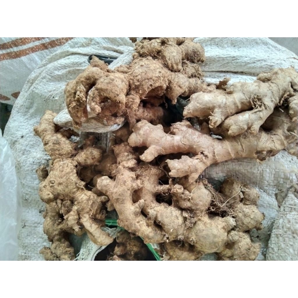 

Jahe Emprit Fresh Belum dicuci 1kg