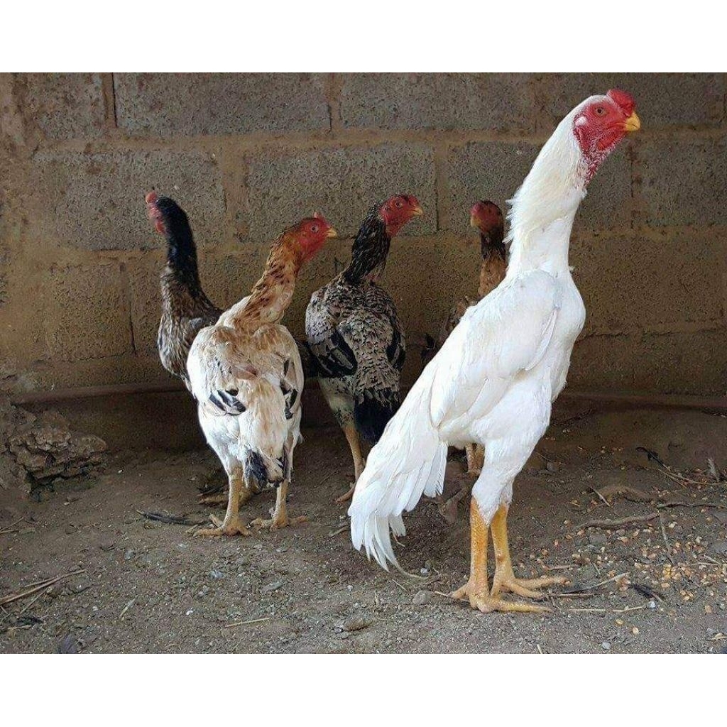 

Paket hemat 5 Telur Ayam Shamo Ori Fertil Bulu Putih siap untuk ditetaskan