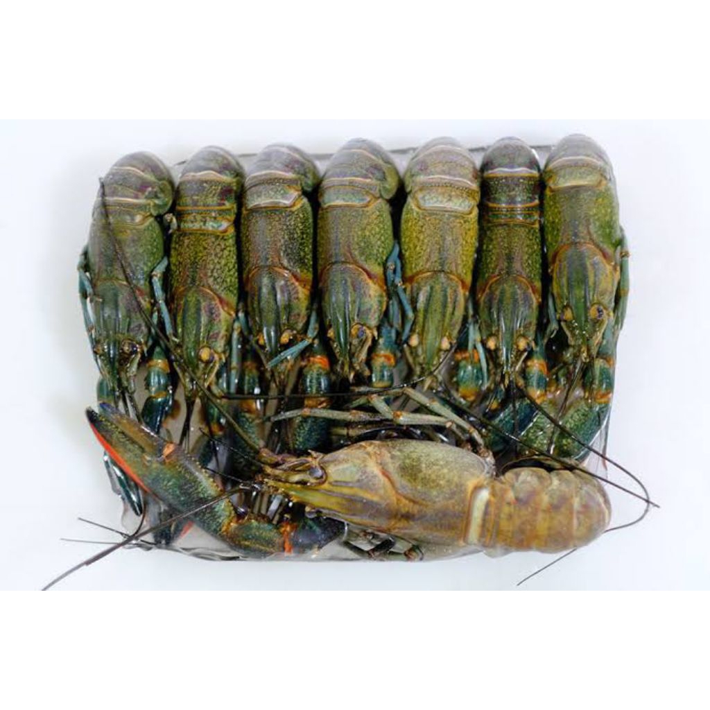 

lopster air tawar /udang lobster Frozen premium pilihan 1 kg