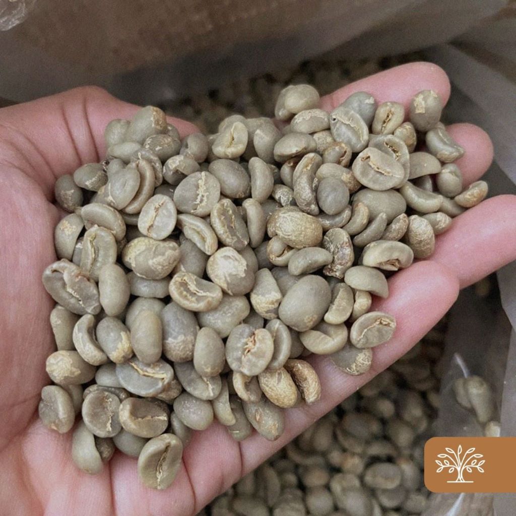 

K.A.P - Arabica Green Beans Lactic Natural 1kg - Kopi Kayu Aro - Kopi Kerinci