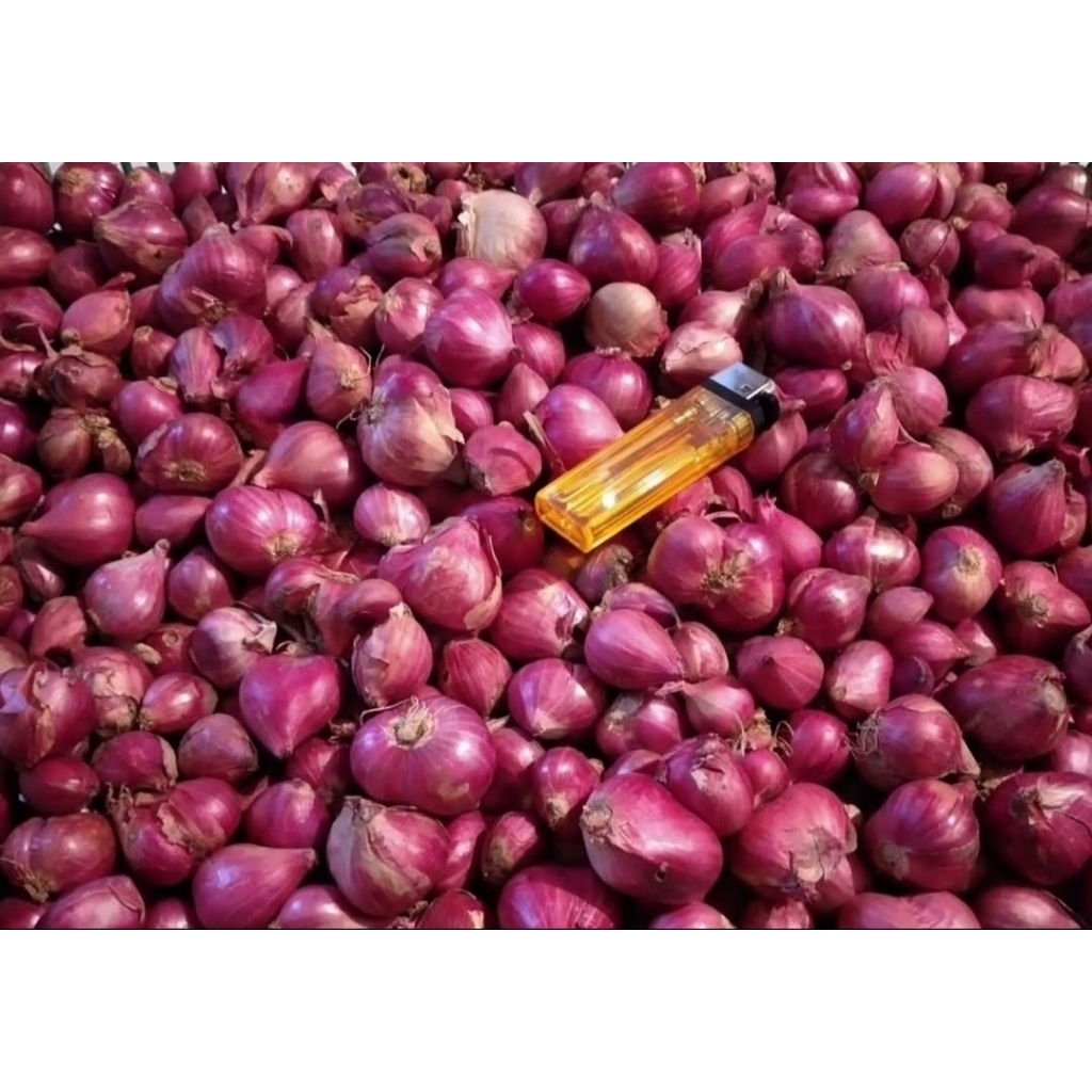 

{ PROMO } BAWANG MERAH LOKAL BESAR TANGGUNG JATIM