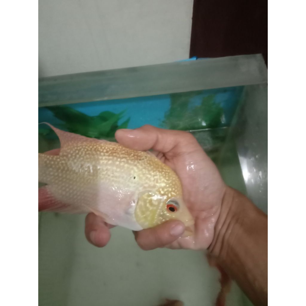 louhan golden base 3 jari