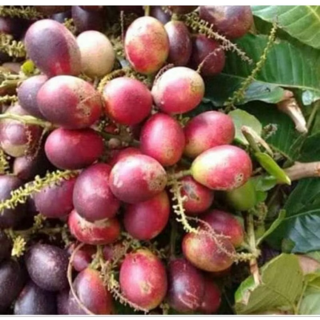 

Buah Matoa manis fres 500gr