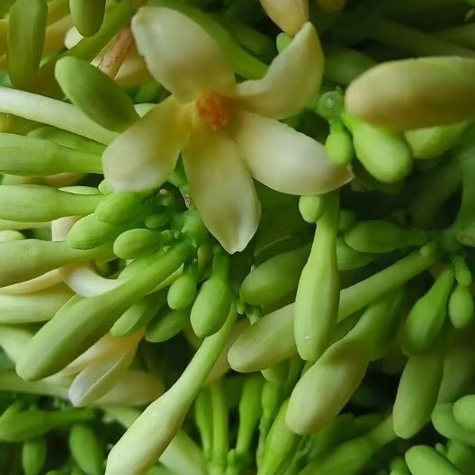 

Bunga Pepaya / Bunga Kates Pahit