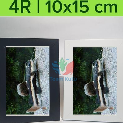 ( O ) IKAN PREDATOR RTC CATFISH