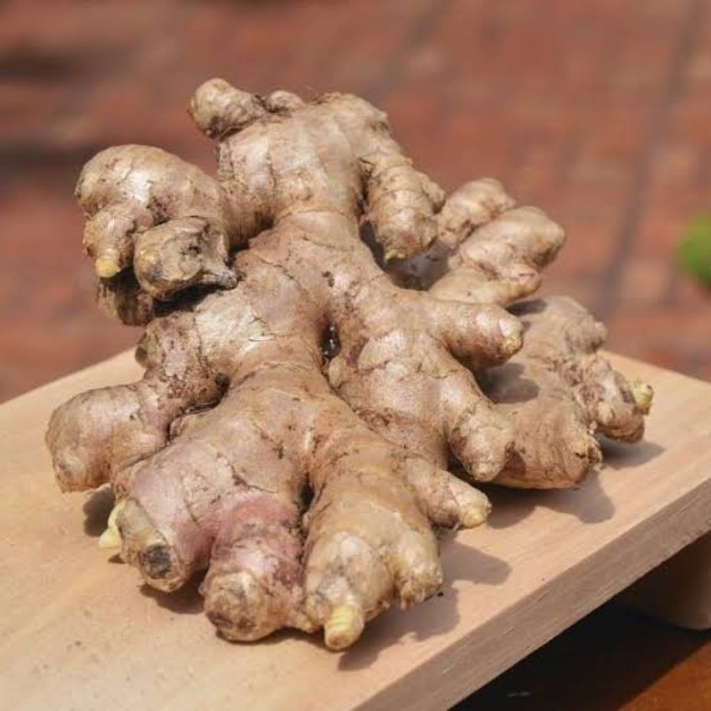 

jahe gajah segar fresh termurah 100 gram 250 gram 500 gram