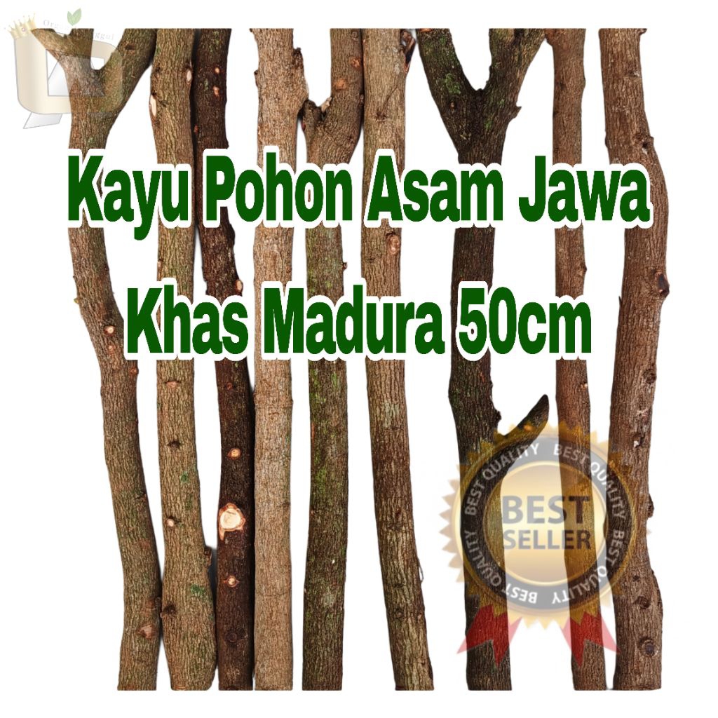Kayu Pohon Asam Jawa 50cm Asli Khas Madura