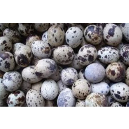

Telur Puyuh Medan Daily Market