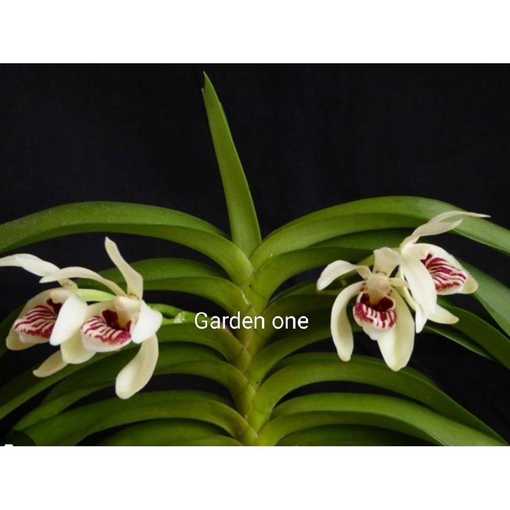 Tanaman hias Vanda pumila+anggrek vanda pumila dewasa siap berbunga