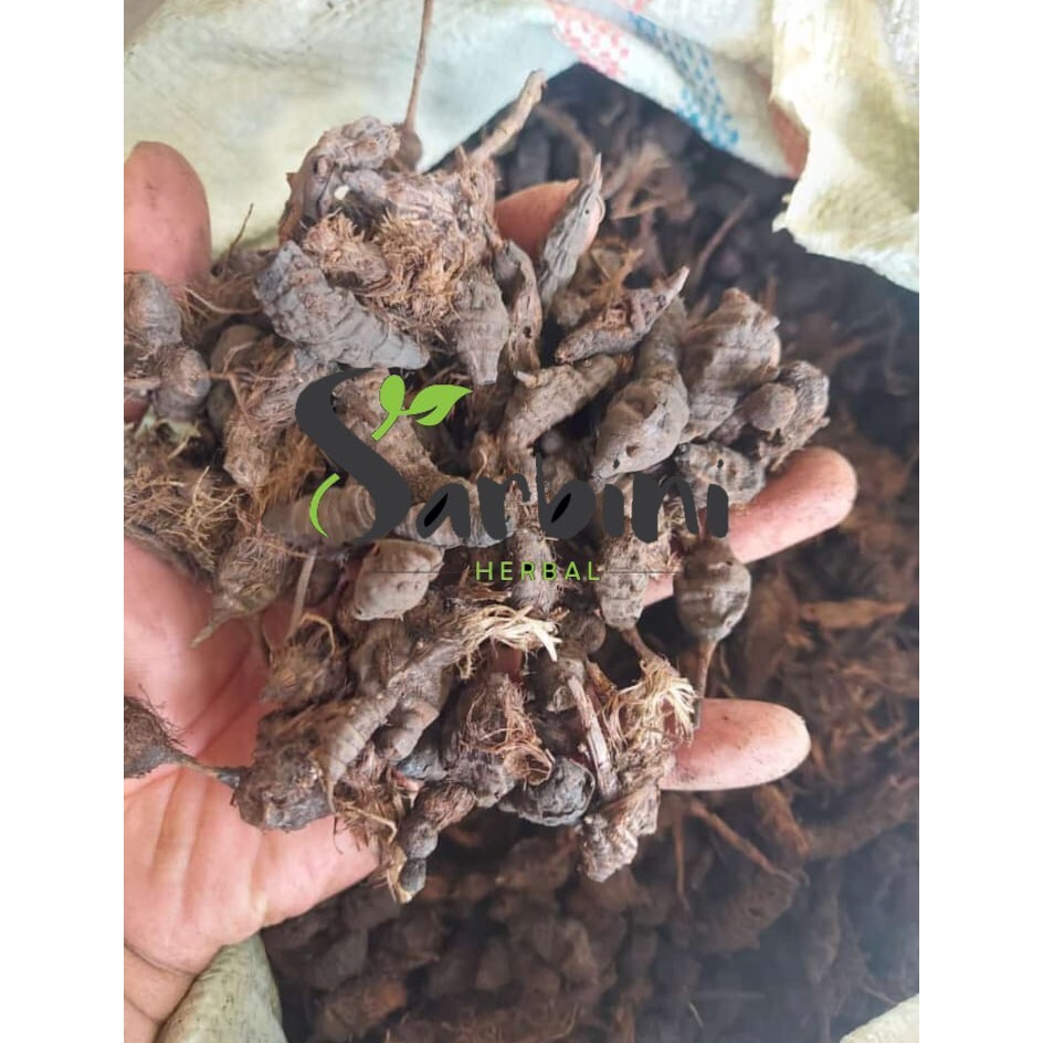 

Umbi Teki Kering / Kering Umbi Teki 500 gram / 1000 gram / Simplisia Kering Umbi Teki / Umbi Teki Garansi Terjamin 100% Asli Murni / Bahan Umbi Teki Kering / Bahan Umbi Teki Premium
