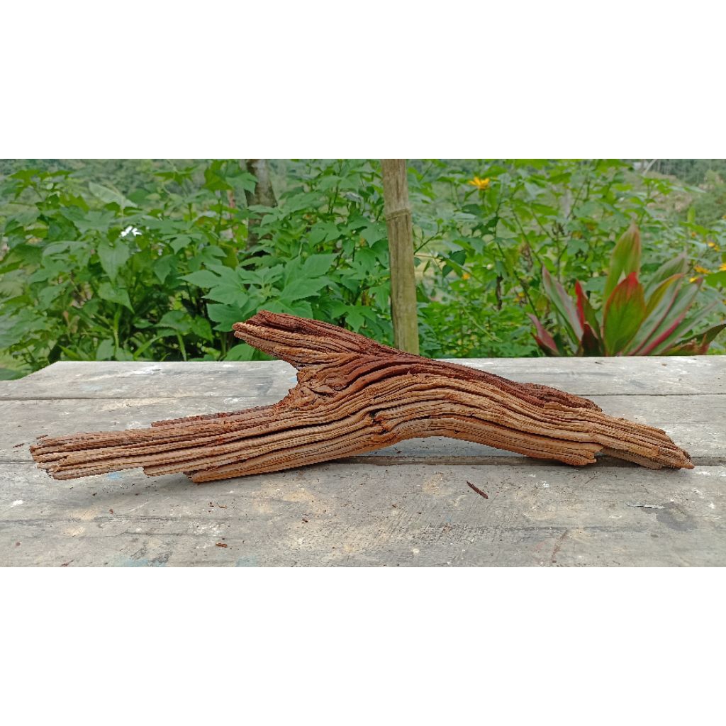 Akar santigi aquascape aquarium