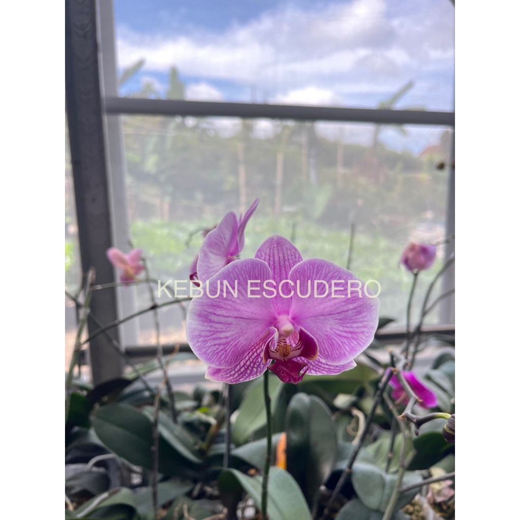 Anggrek Bulan Ungu Peach Remaja - Tanaman Bunga Anggrek Bulan Ungu Peach - Anggrek Remaja Rimbun