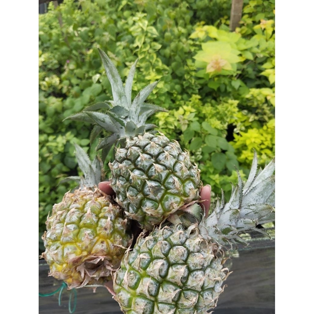 

Nanas madu grade D (BERGARANSI) ukuran kecil Nanas Kelud harga termurah