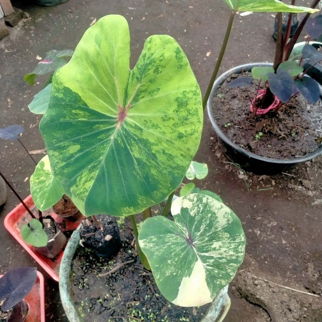 Colocasia Gayatri (paraoh x yellow splas)