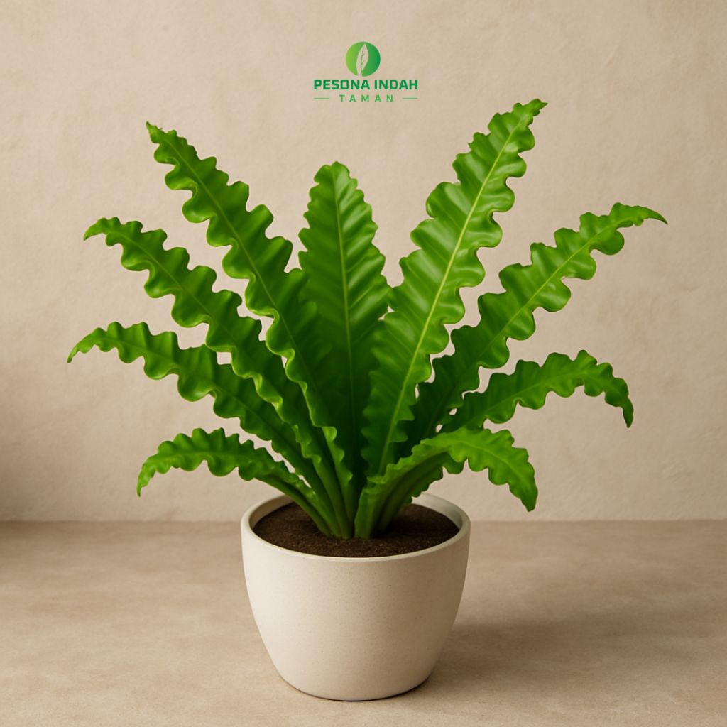 Tanaman Hias Kadaka Lasagna / Kadaka Lasagna