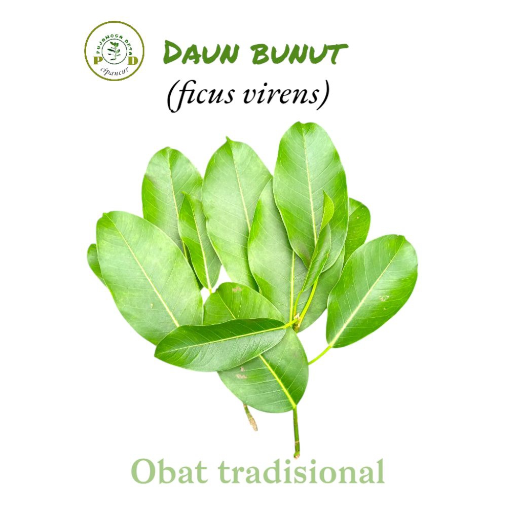 

daun bunut (ficus virens) segar/kering 100 helay daun utuh dan mulus untuk pngobatan tradisional