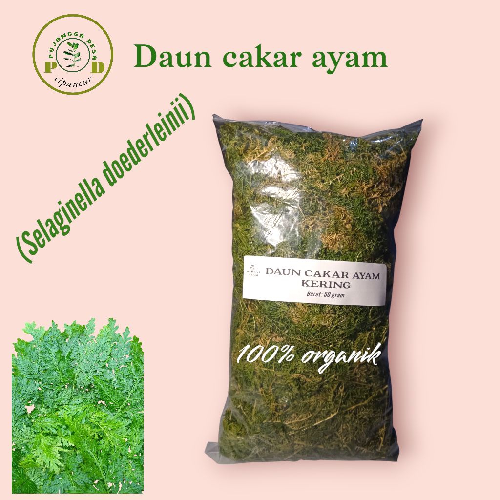 

Daun cakar ayam kering 50gram berkualitas (Selaginella doederleinii)