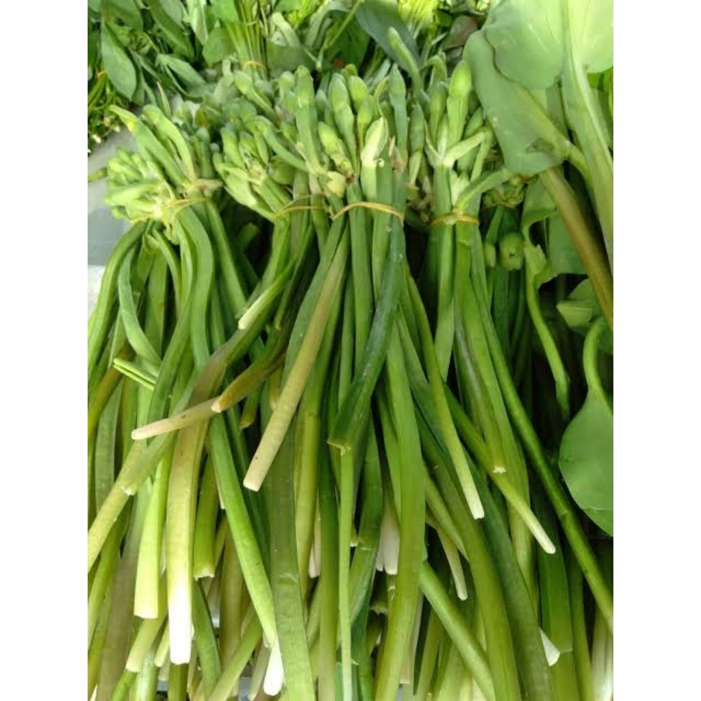 

bunga genjer 1 ikat fresh termurah