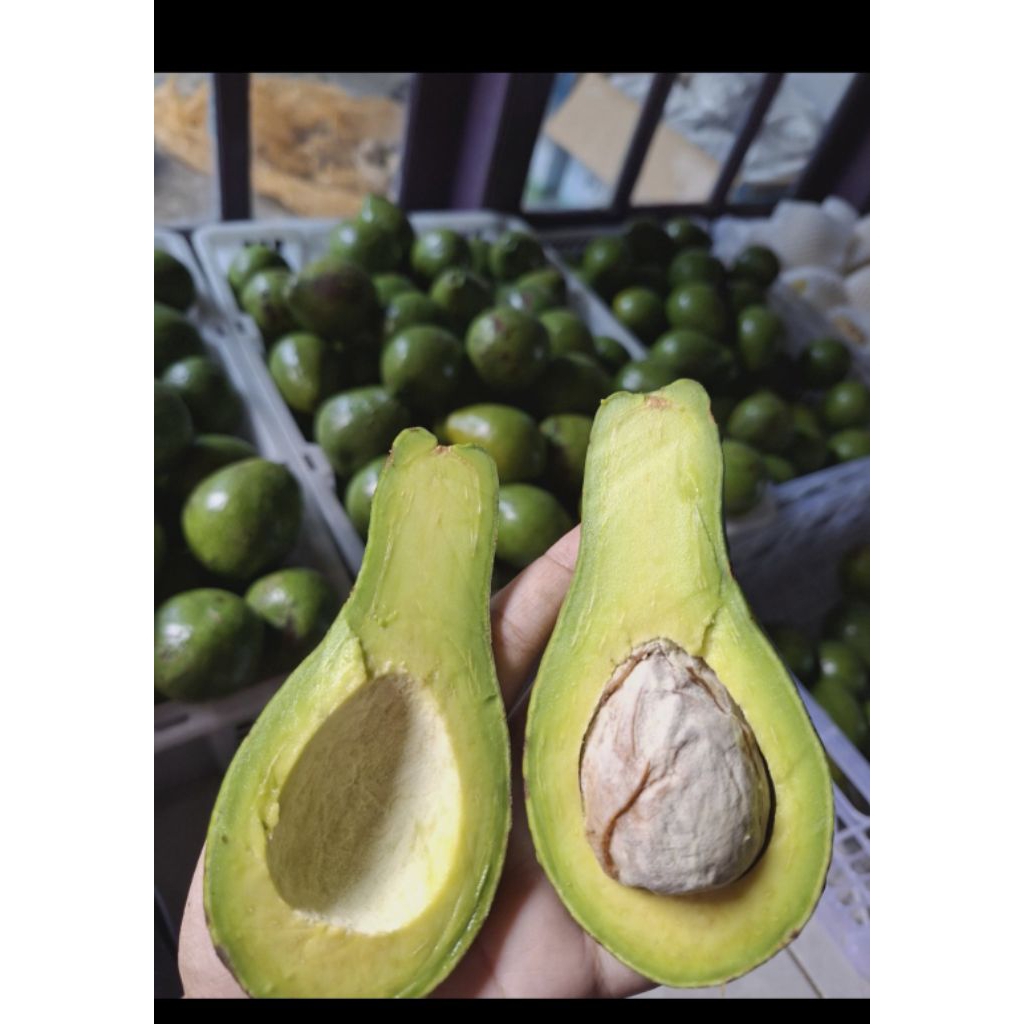 

alpukat mentega 1kg