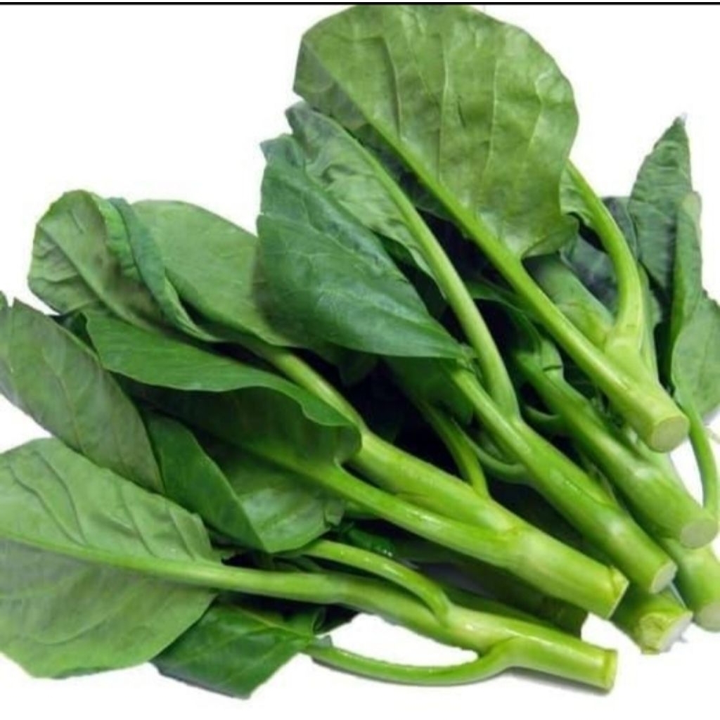 100 Biji - Benih Kailan FULL WHITE batang besar