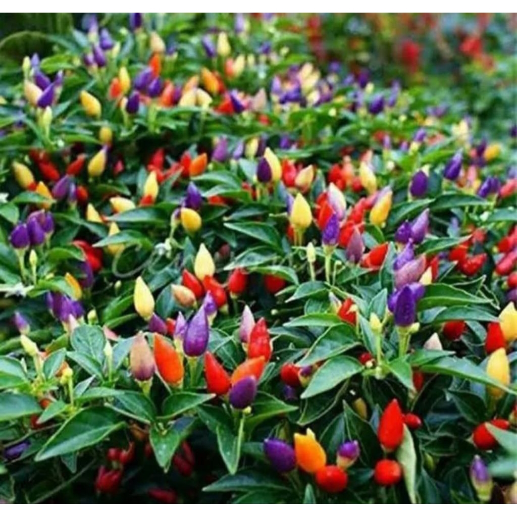 Bunga Cabe Hias / Cabe Pelangi Sudah Berbuah