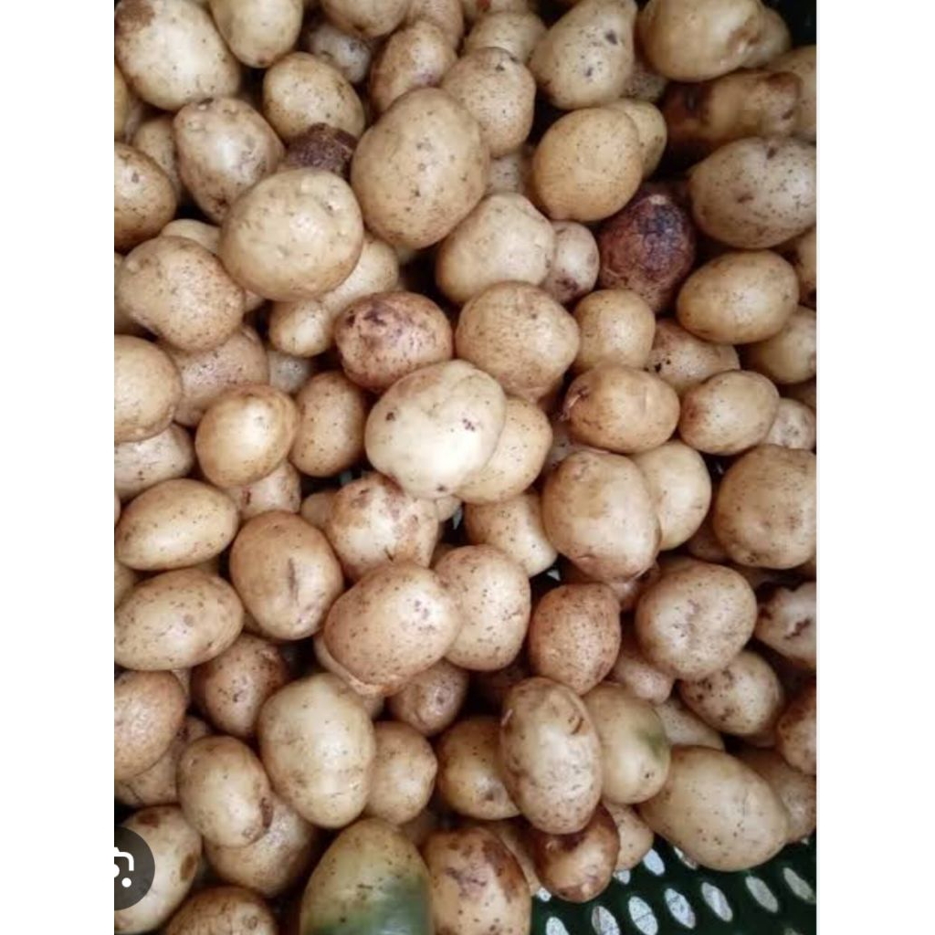 

KENTANG KECIL / KENTANG SATE