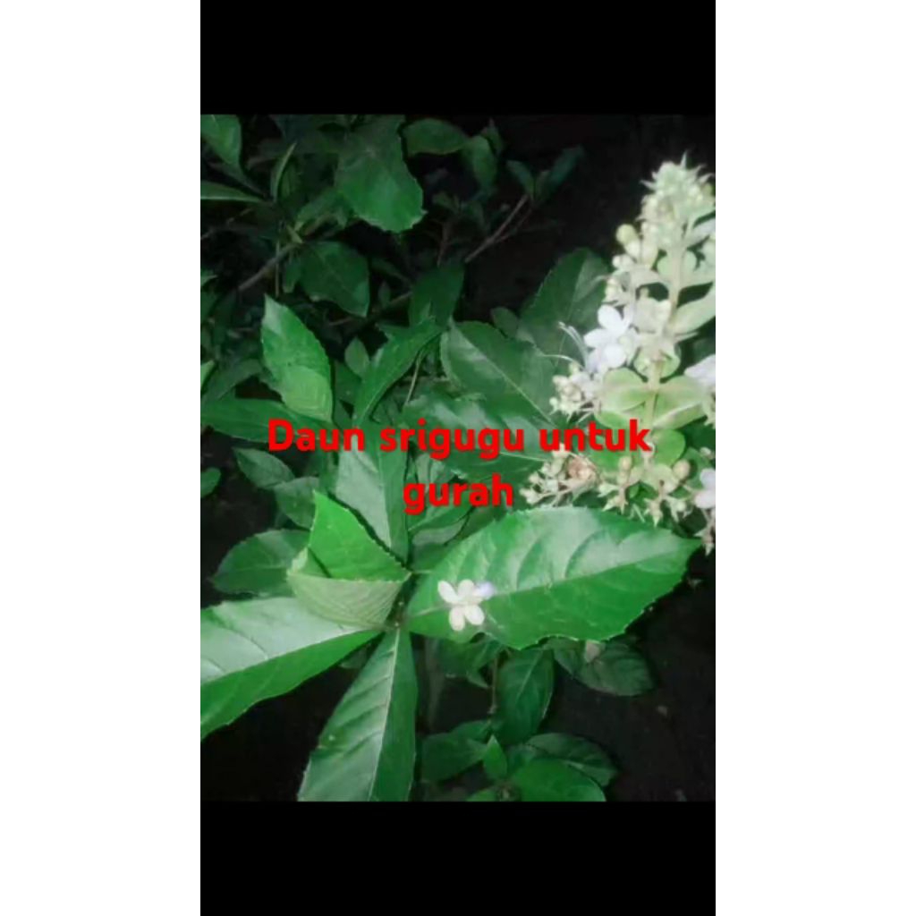 

daun senggugu segar/20lembar/samsul.herbal