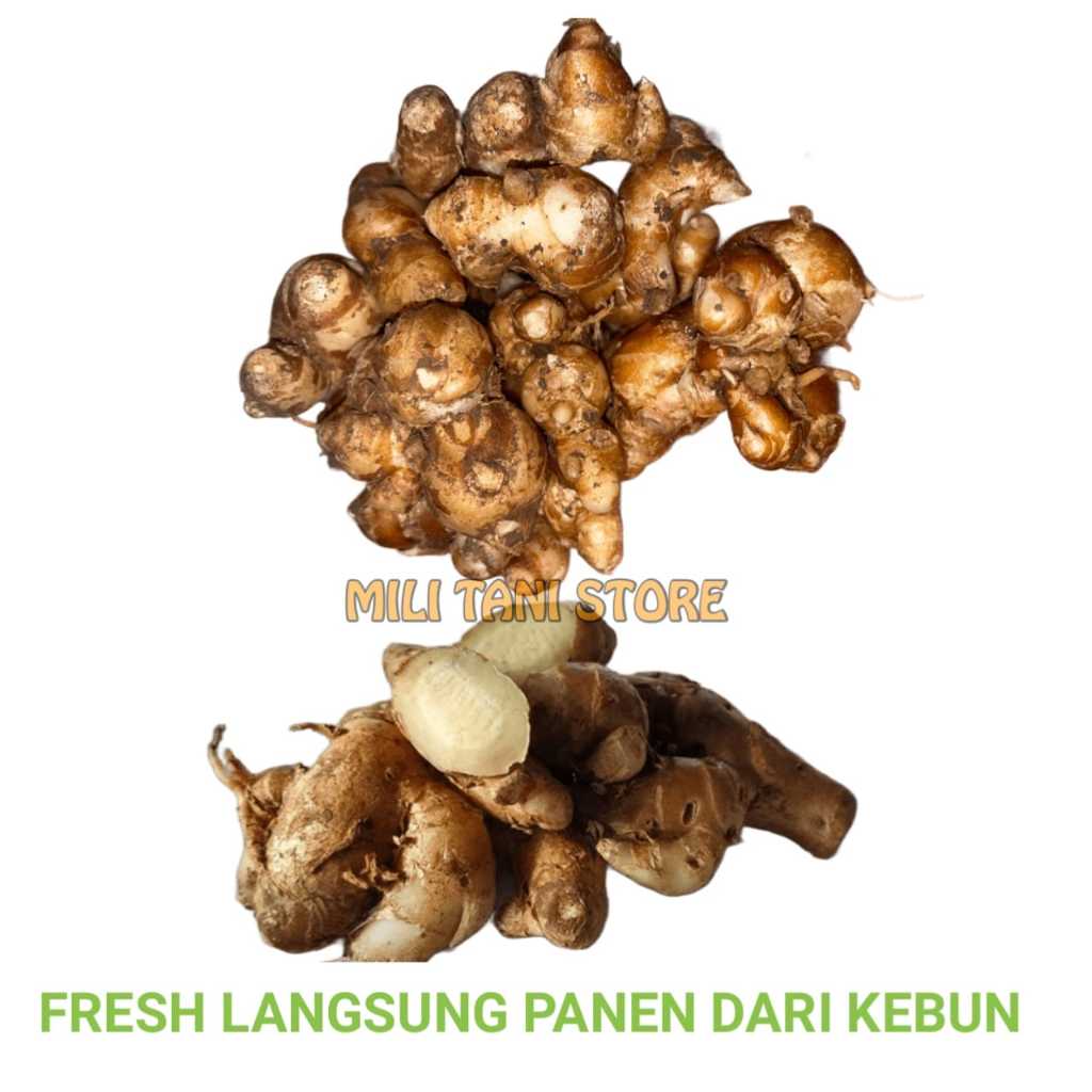 

Kencur segar 1 kg bumbu seblak