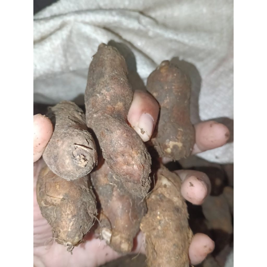 

Kentang kleci kentang hitam kentang bulu kentang kelinci segar 1kg