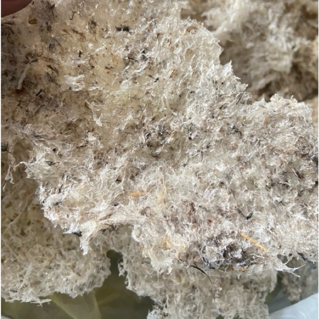 

SarangBurungwaletHancuranKotor(1Gram)