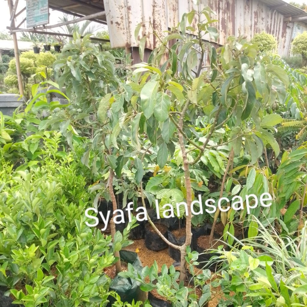 bibit buah alpukat tinggi 1,5 meter jenis aligator, mentega,miki,rimbun termurah