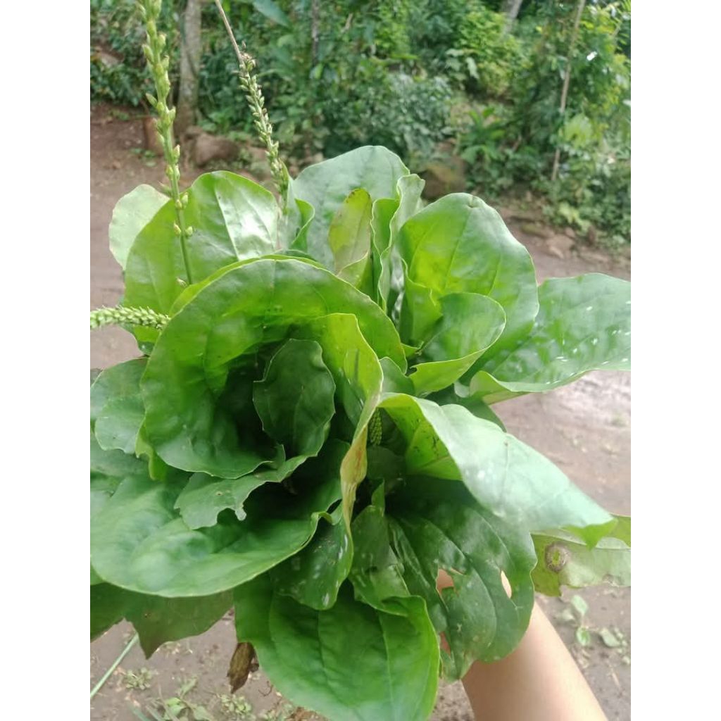 

daun ki urat daun sendok fres 500gram