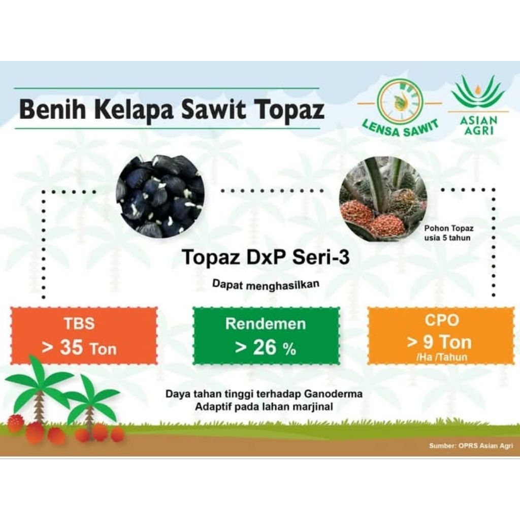 Ready benih kecambah kelapa sawit DxP TOPAZ