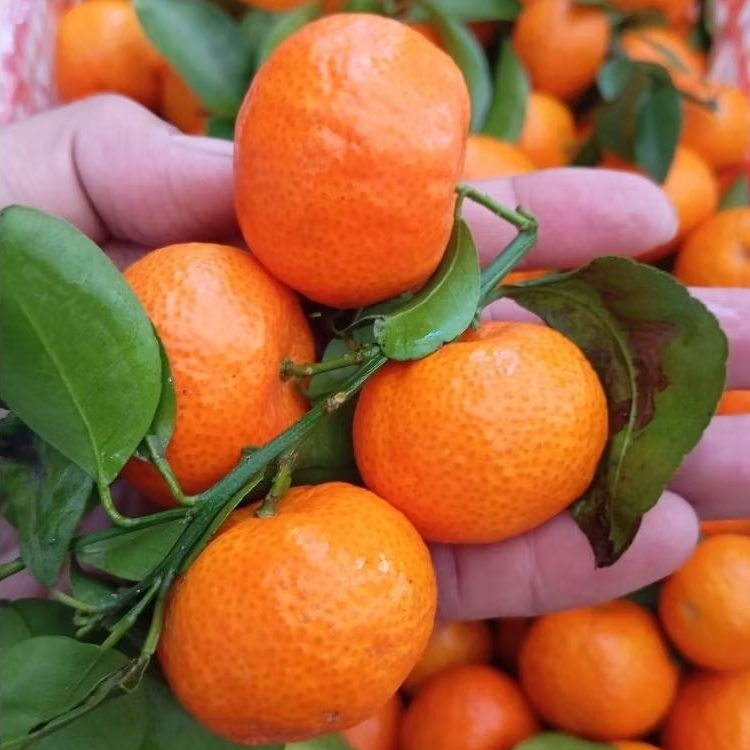 

JERUK SANTANG BIRMA 1kg