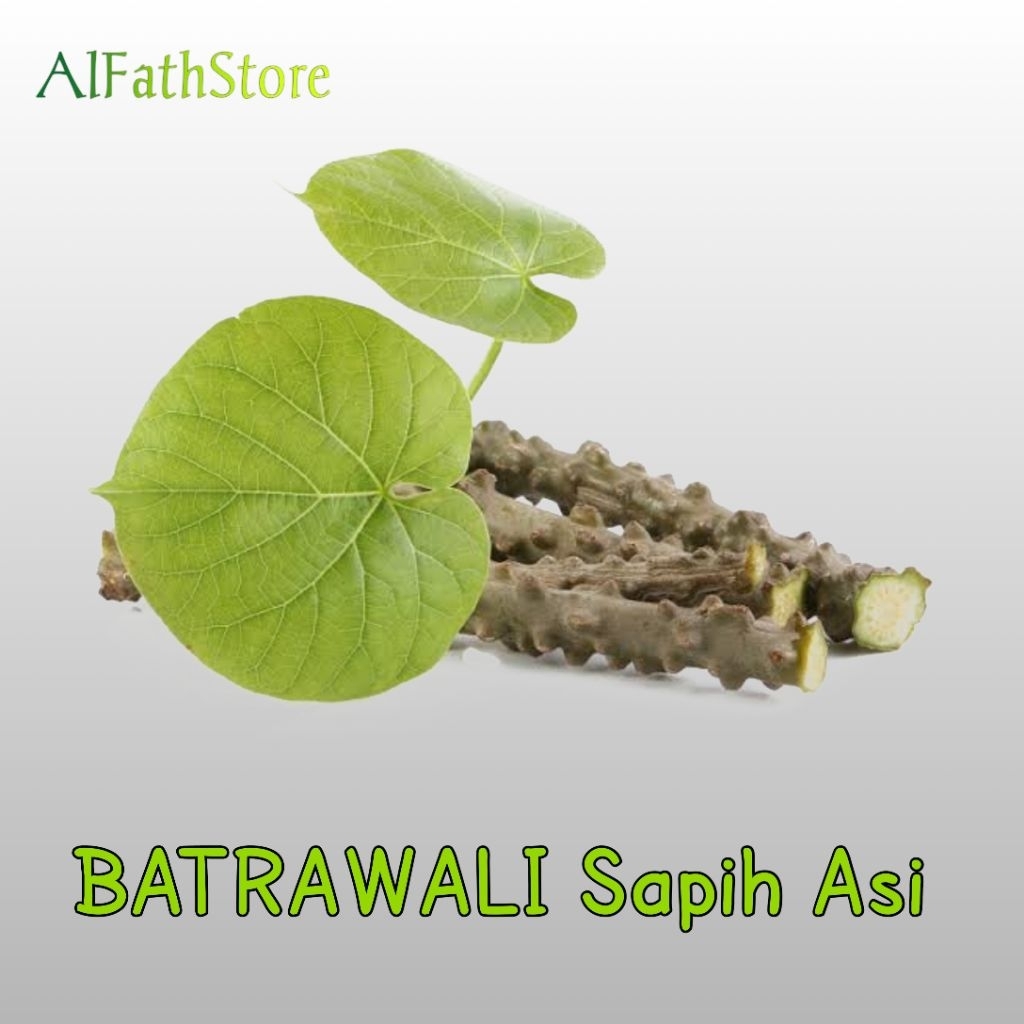 

BROTOWALI BATRAWALI SEGAR SAPIH PANJANG 30 CM