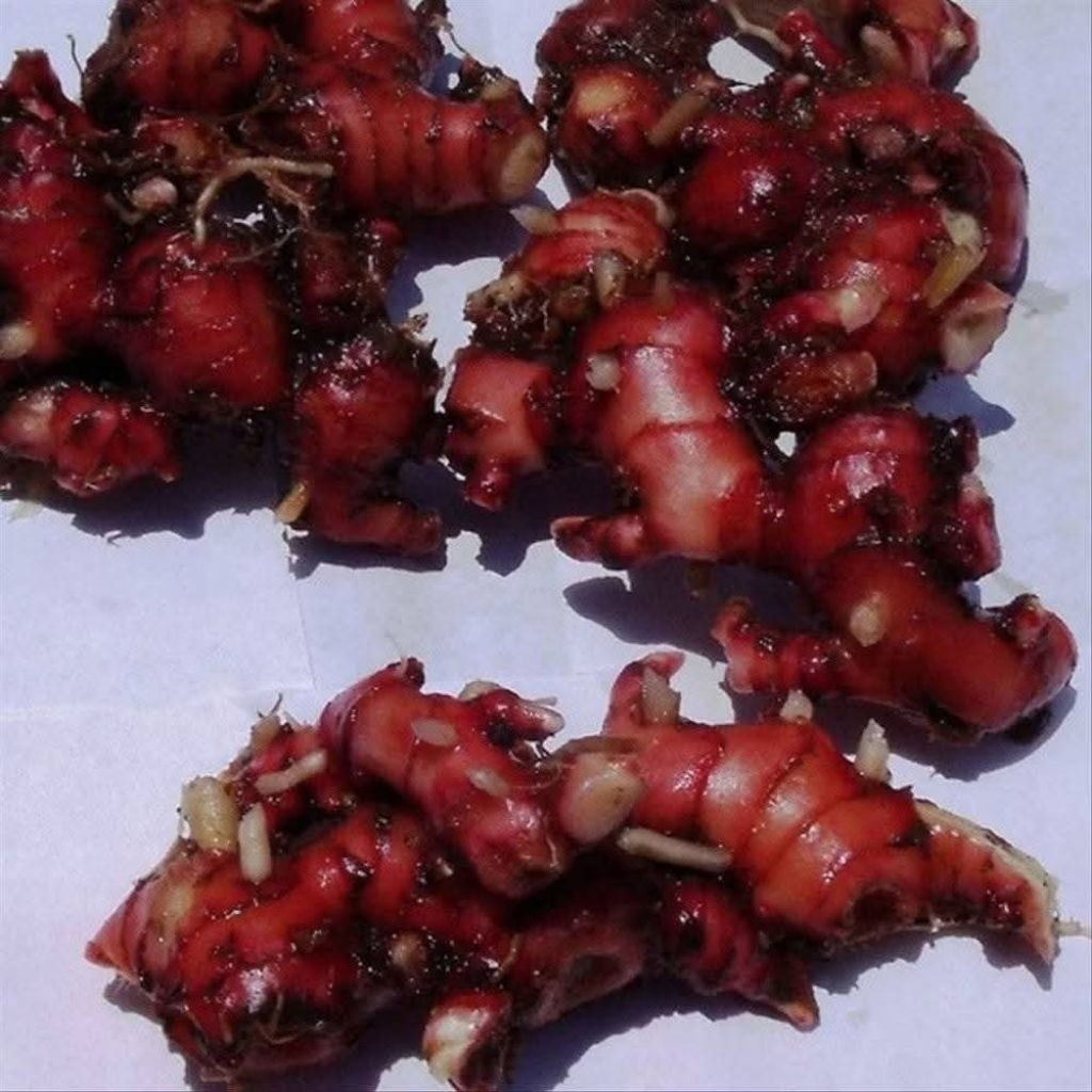 

BENIH/BIBIT JAHE MERAH FULL TUA 1KG