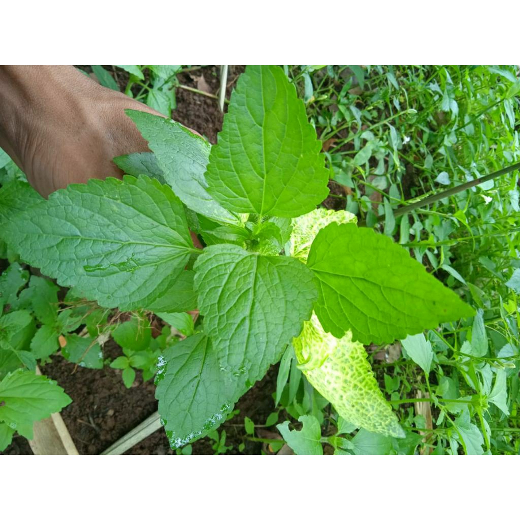 

Daun bandotan (Ageratum conyzoides L.) 100gram fress