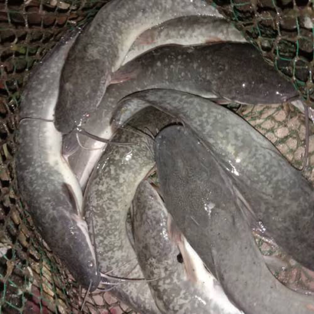 

Ikan Lele 1kg isi 8-10-12