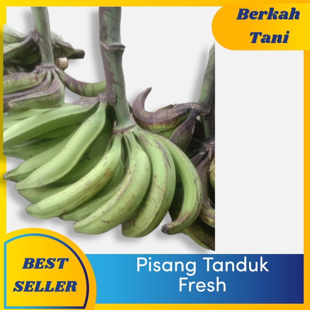 

Pisang Tanduk Fresh Asli Sukabumi 1 Kg